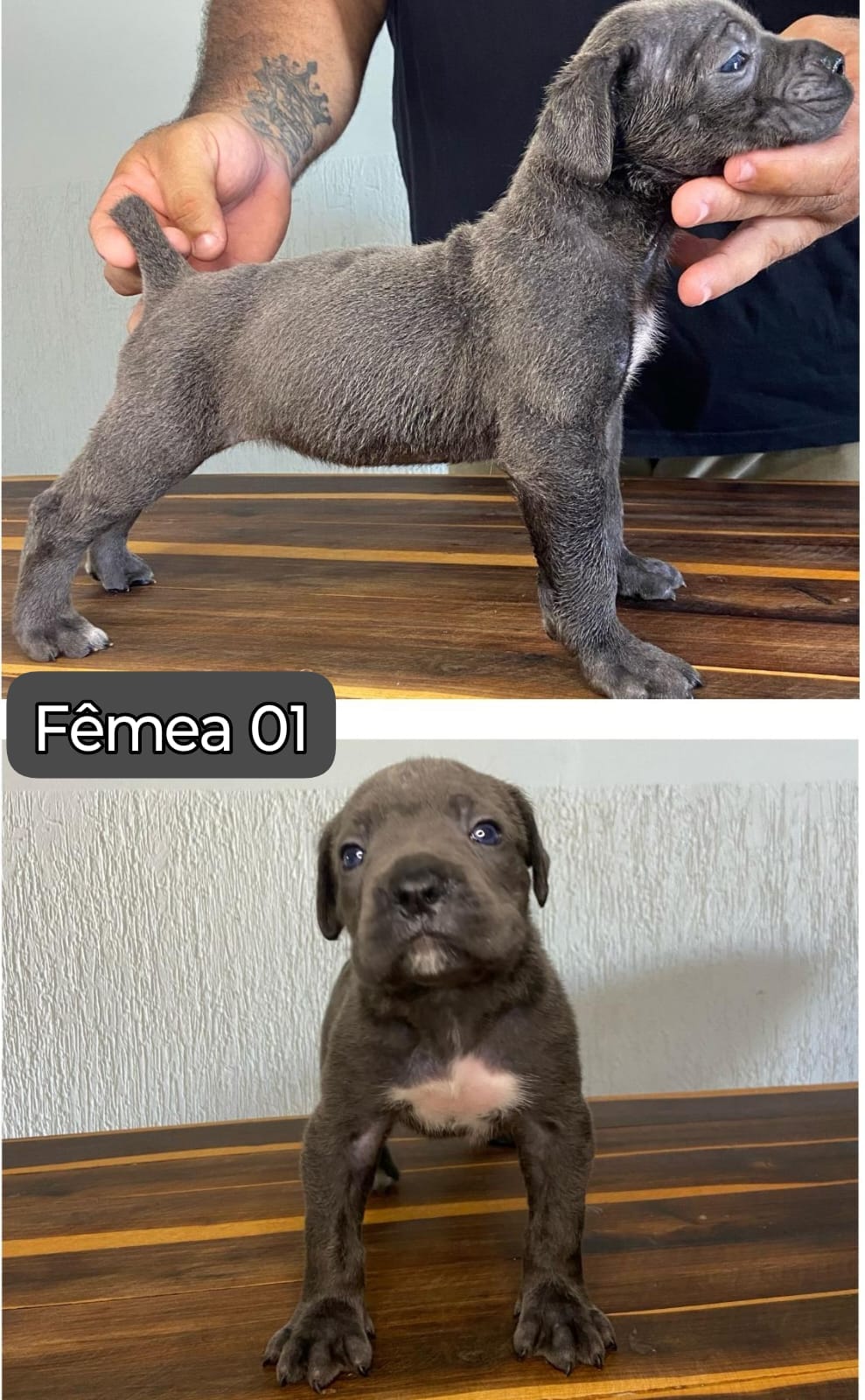 Portal Vendocão Cane-corso  Remanso