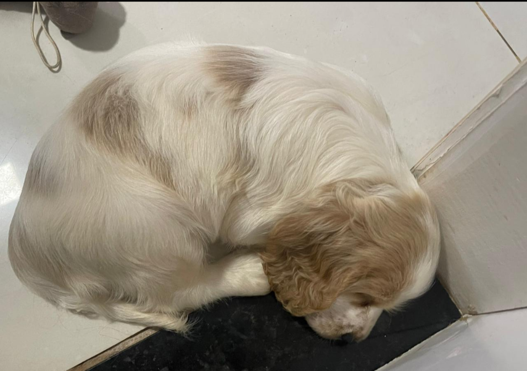 Portal Vendocão Lindos filhotes de Cocker  Campo Grande