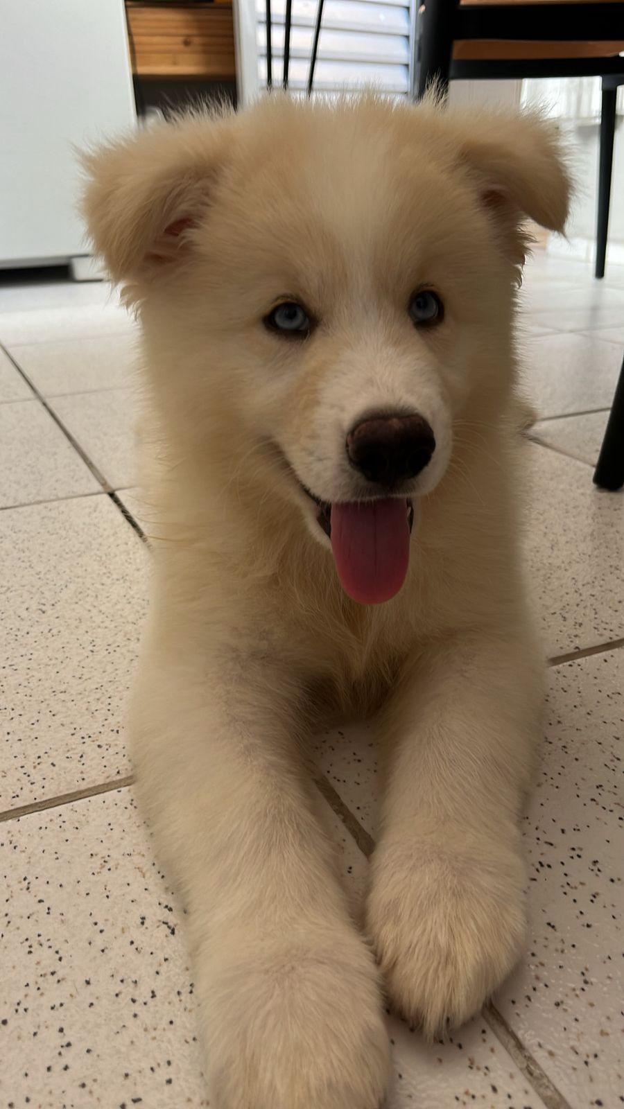 Portal Vendocão Lindo Filhote Macho Husky + Acessórios Fortaleza
