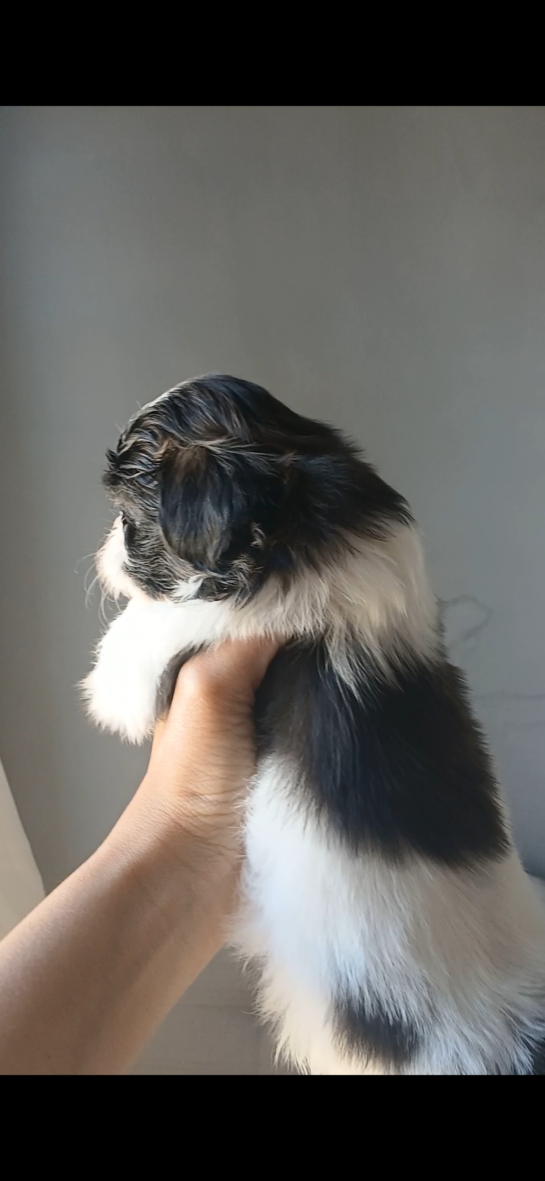 Portal Vendocão Filhote de shihtzu mini Brasília DF