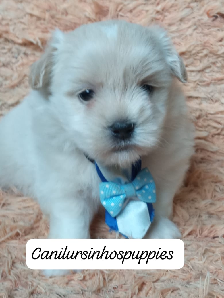 Portal Vendocão lhasa apso adquira ja o seu #canilursinhospuppies  guarulhos 