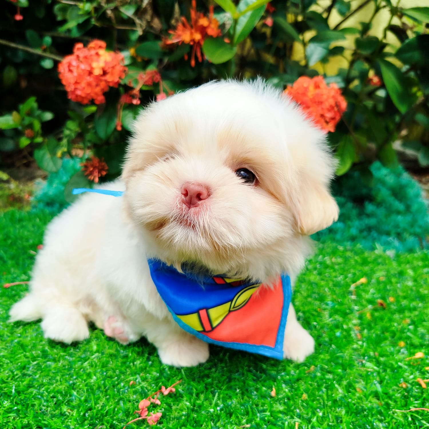 Portal Vendocão Shihtzu macho Praia Grande