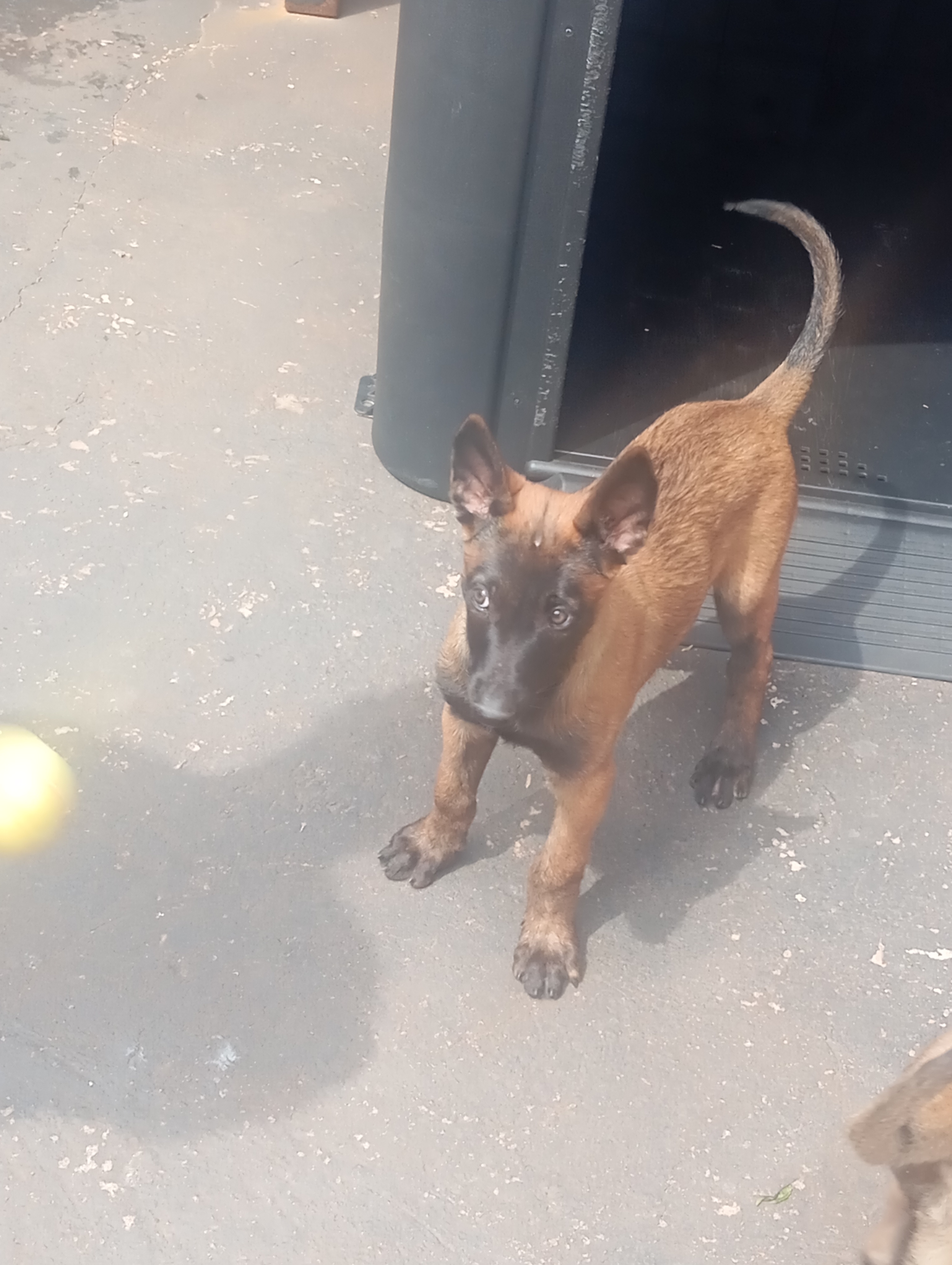 Portal Vendocão Pastor Belga Malinois c/Pedigree  Maringá