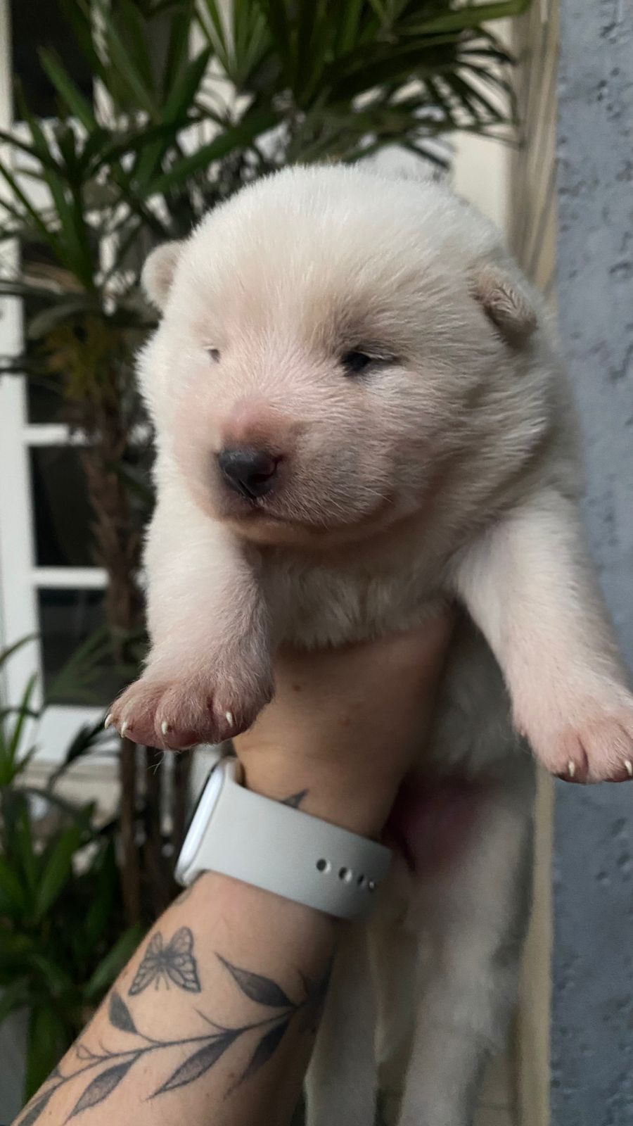 Portal Vendocão Filhotes de Akita Joinville