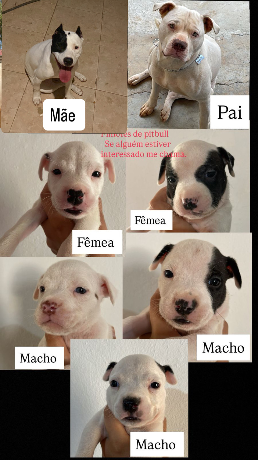 Portal Vendocão Filhotes de pitbull  Lagoa Santa 