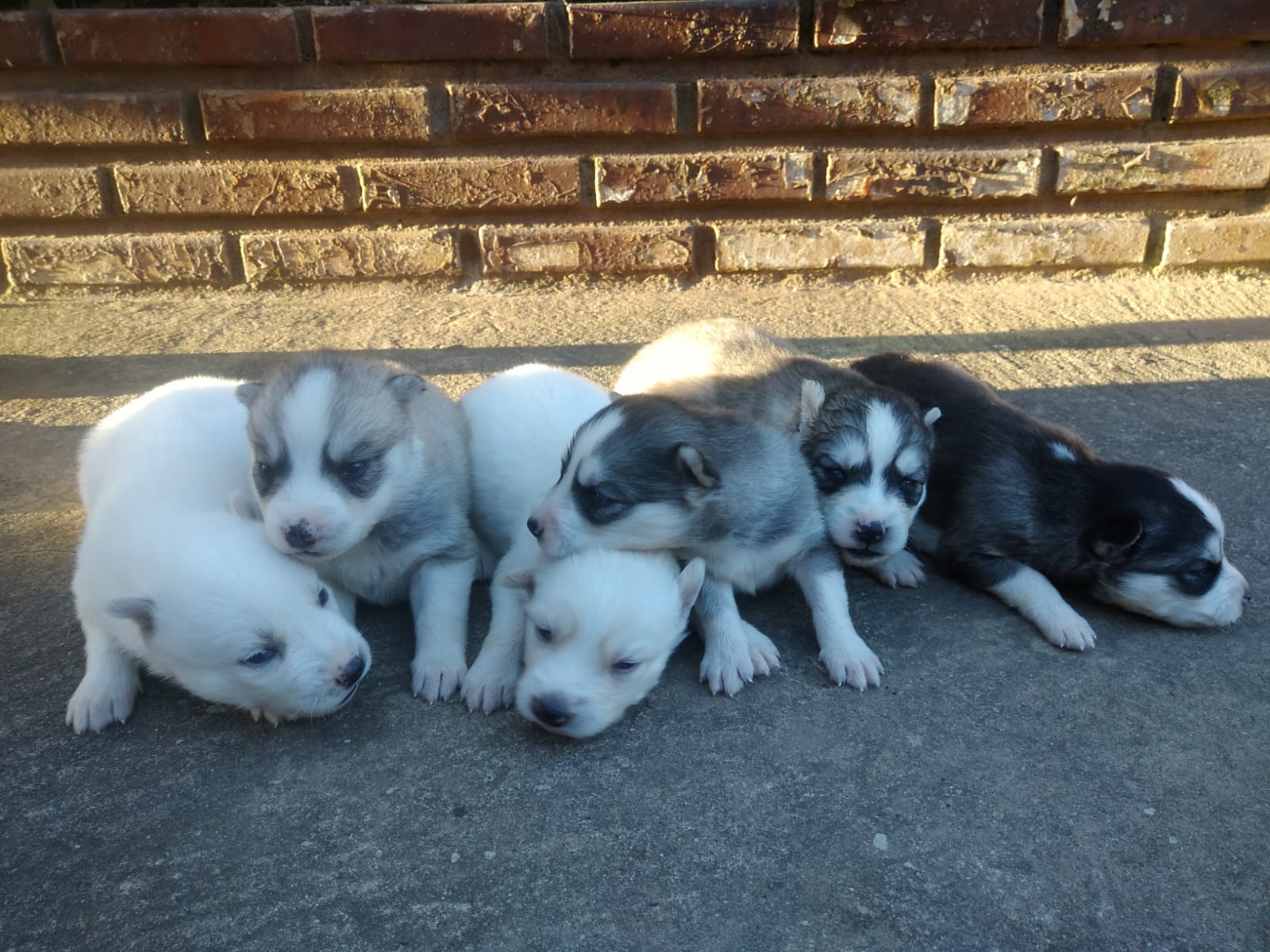 filhotes de Husky Siberiano Caeté