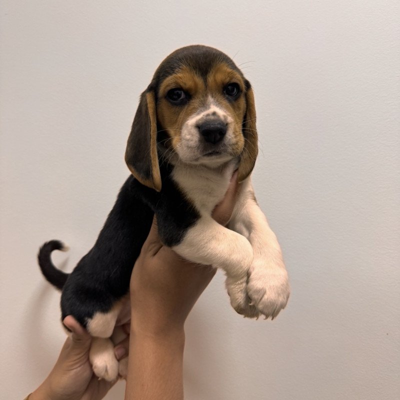 Lindos filhotes de beagle legitimos - Foto 4