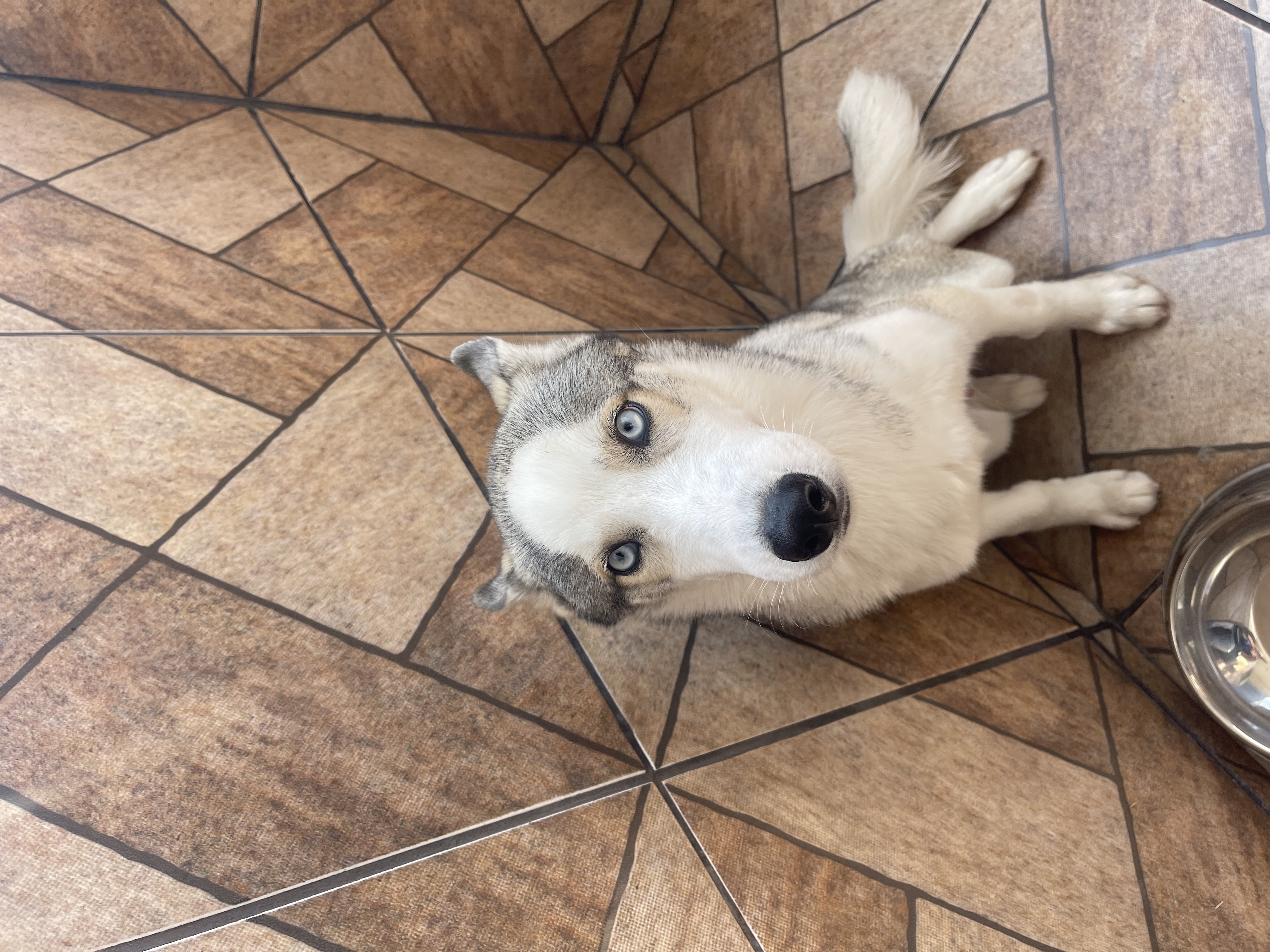 Husky Siberiano (Macho) - Foto 2