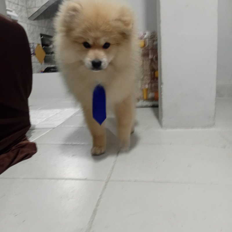 Spitz alemão macho🐾🐕