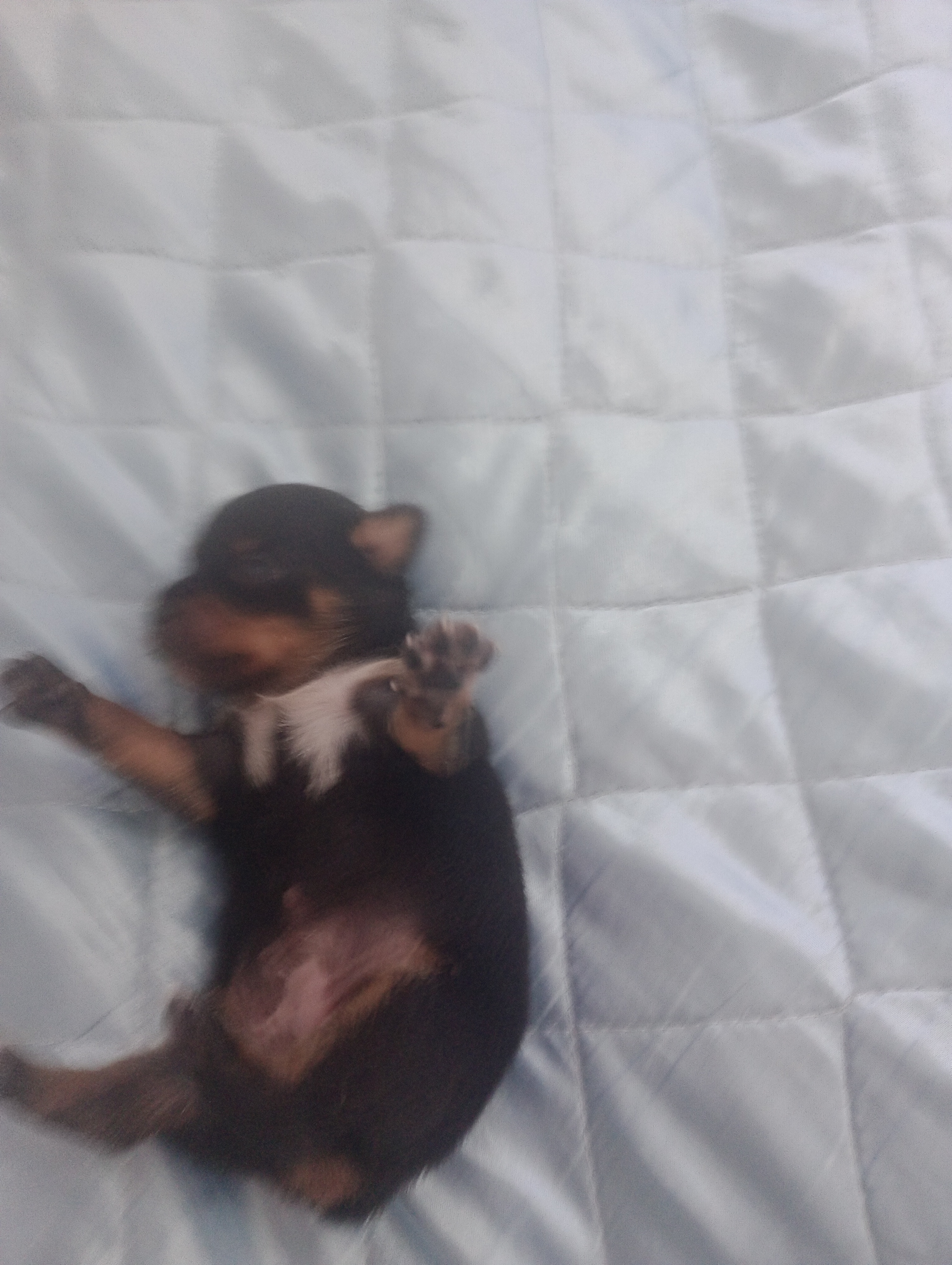 Pincher micro - Foto 1