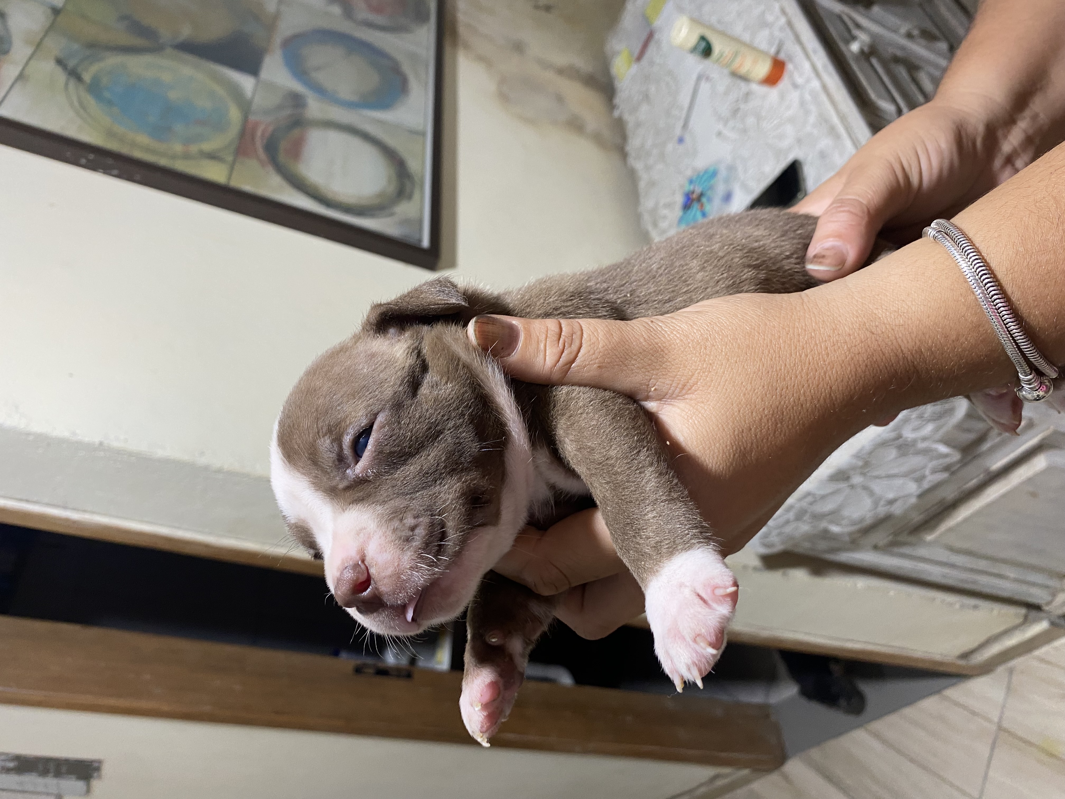 Portal Vendocão Filhotes de Pitbull  Rio de Janeiro 