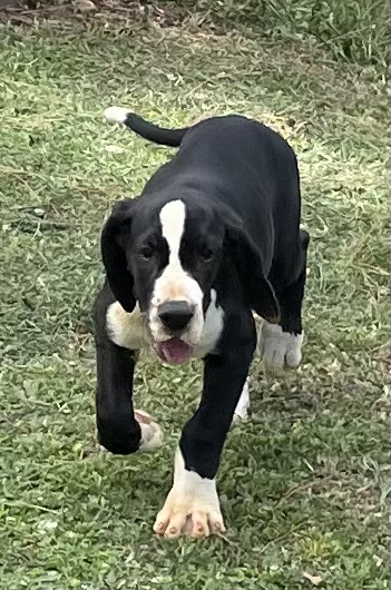 Portal Vendocão Filhote macho de Dogue Alemão Mantado. Vacinado e vermifugado Leopoldina 