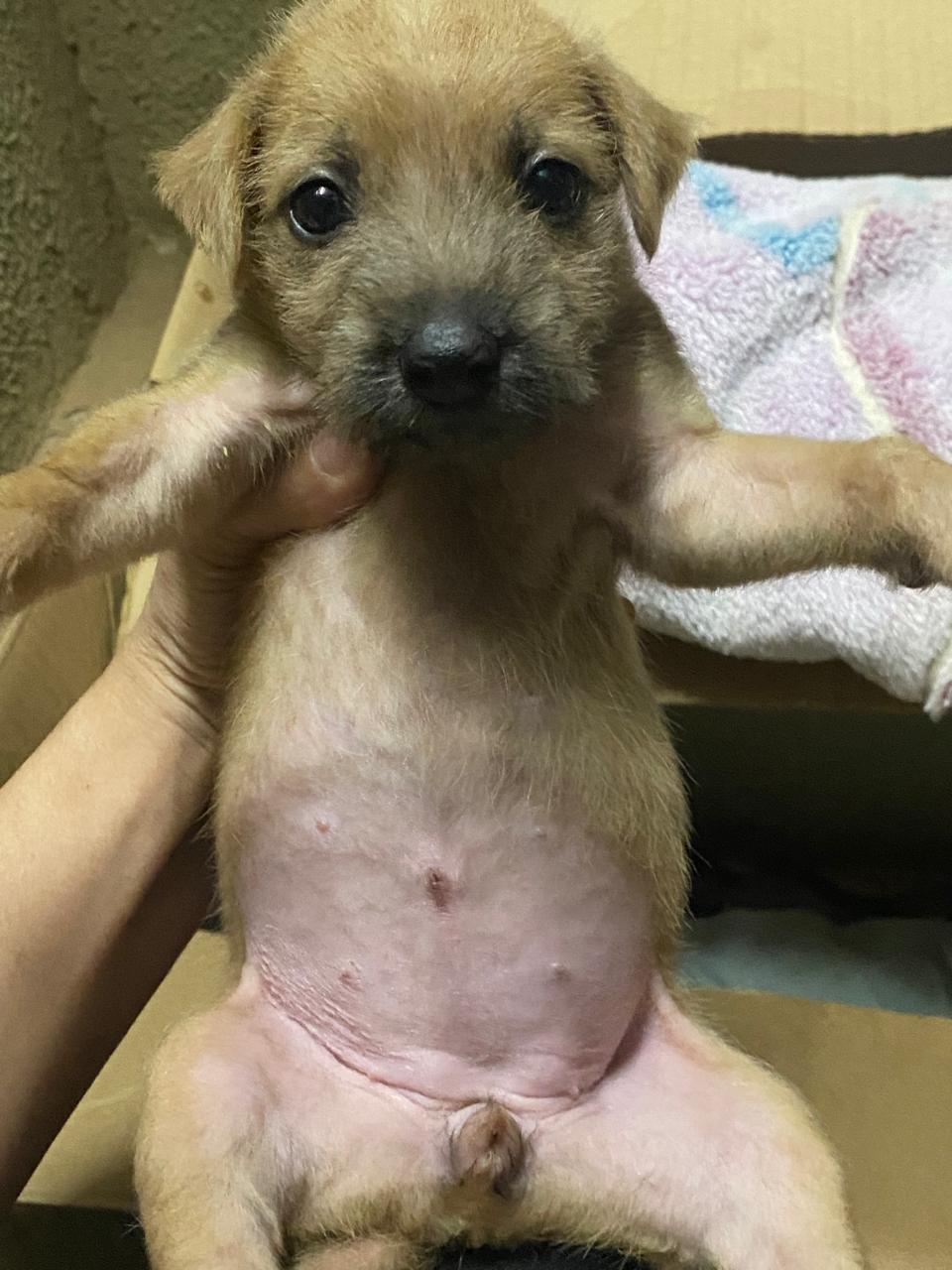 Doação de filhotes de cachorro - Foto 1