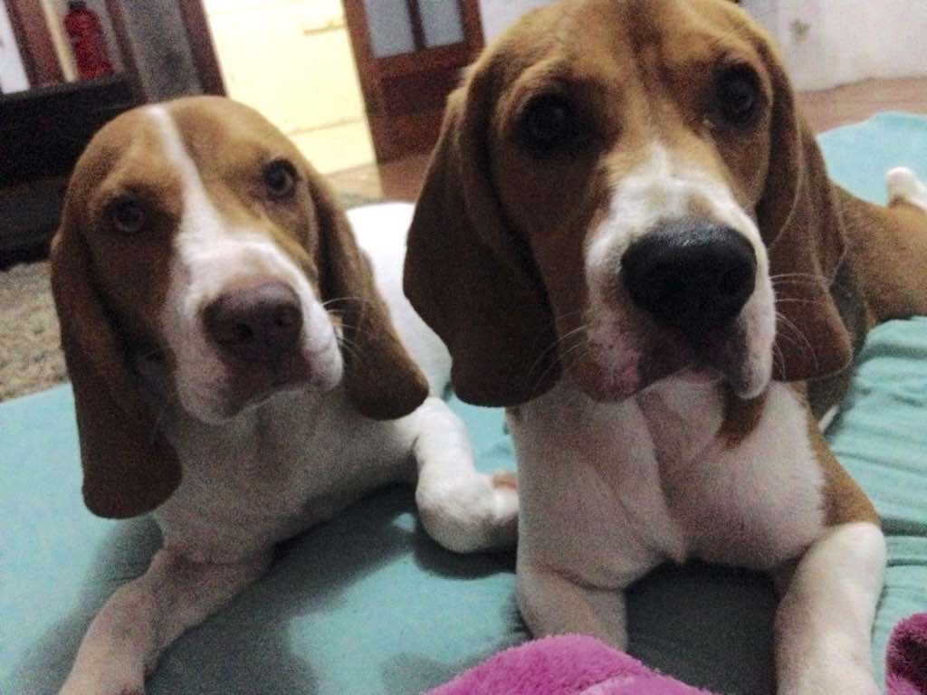 Portal Vendocão Beagles com Pedigree Ivatuba 