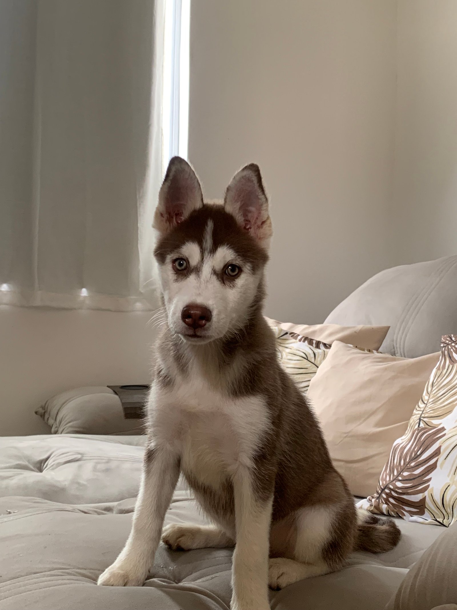 Husky siberiano fêmea, 3 meses e vacinada  - Foto 1