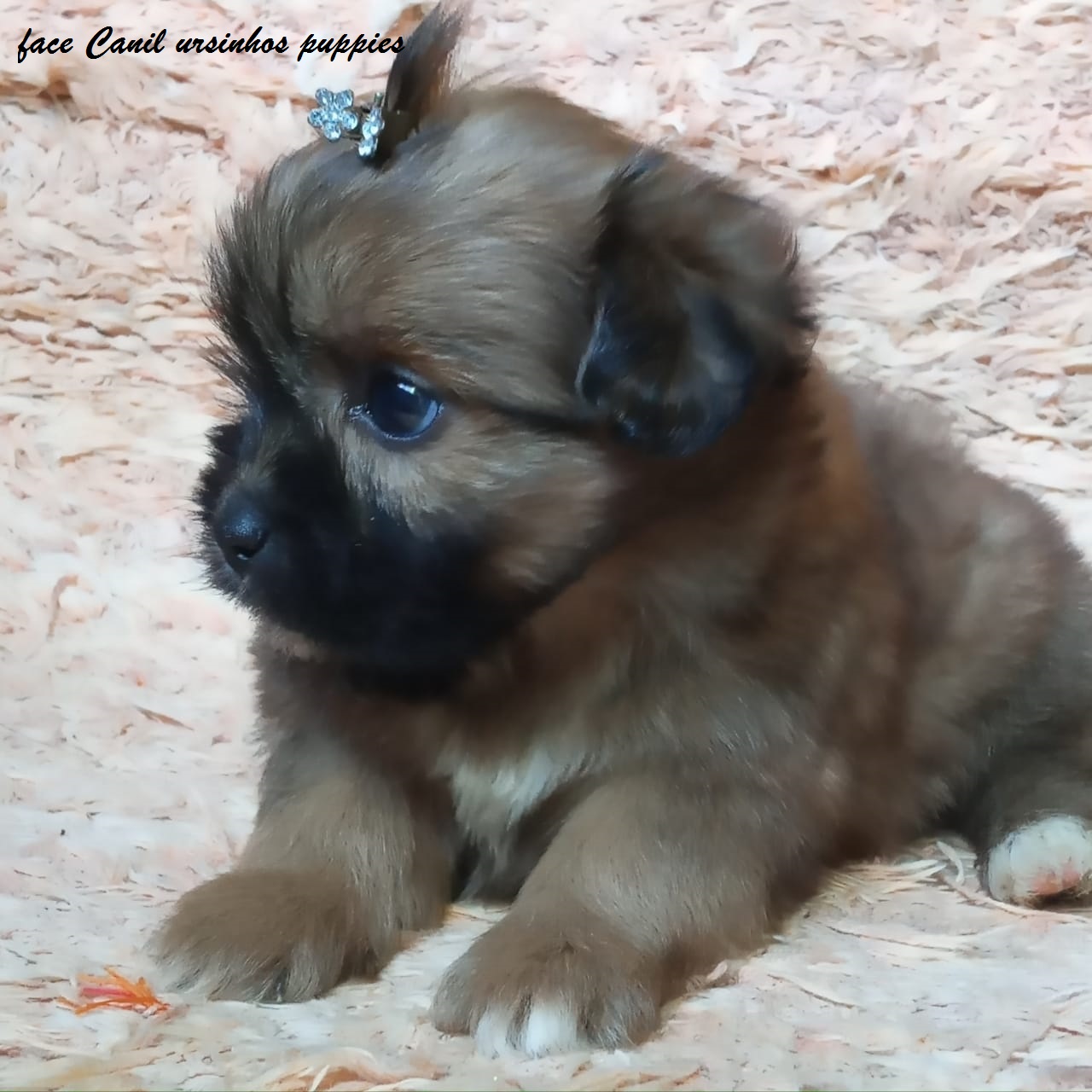 Portal Vendocão lhasa apso lindos bebes pronta entrega @canilursinhospuppies são paulo