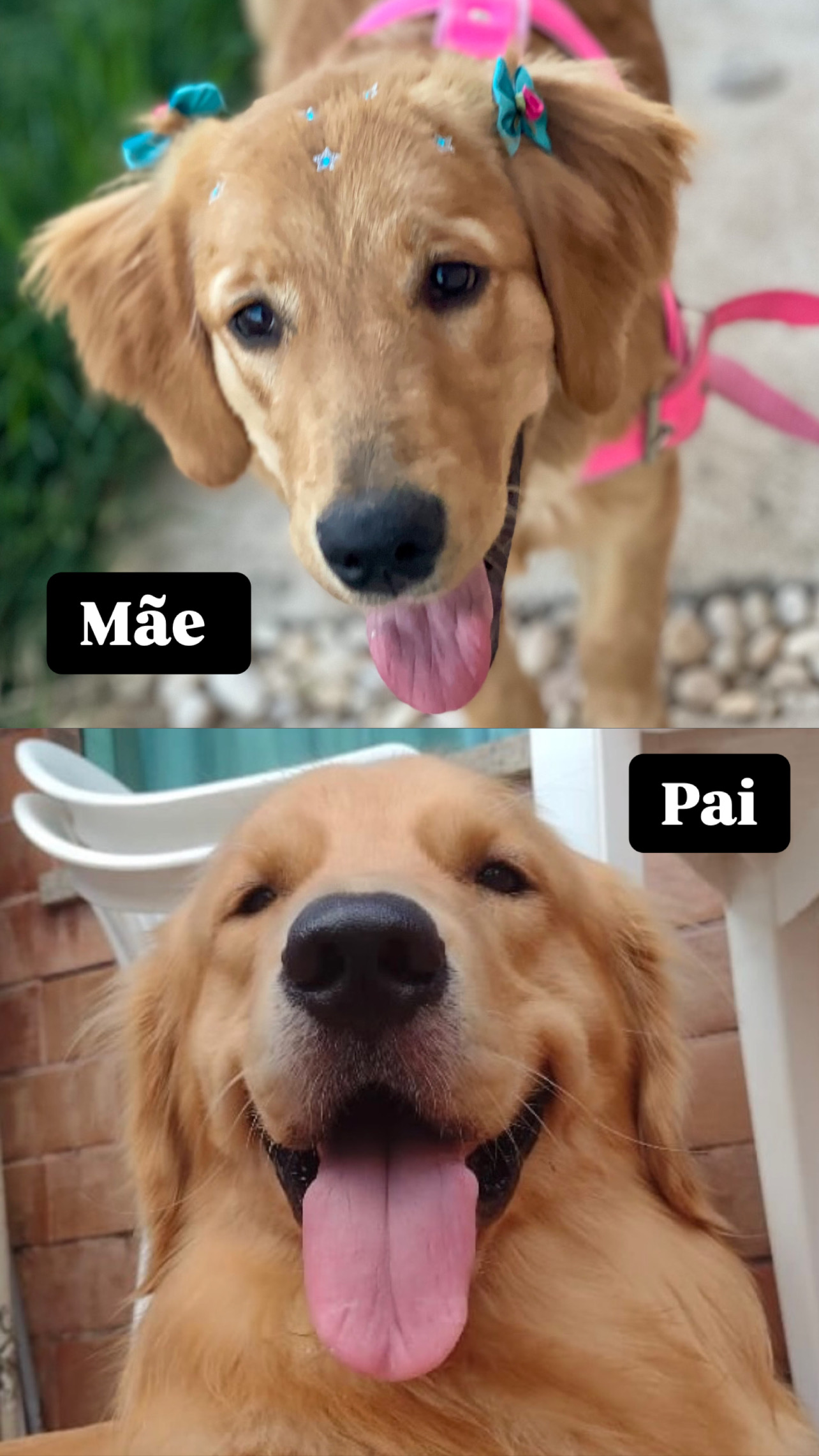 Portal Vendocão Lindos Filhotes de Golden Retriever Disponíveis!!! Porto Velho 