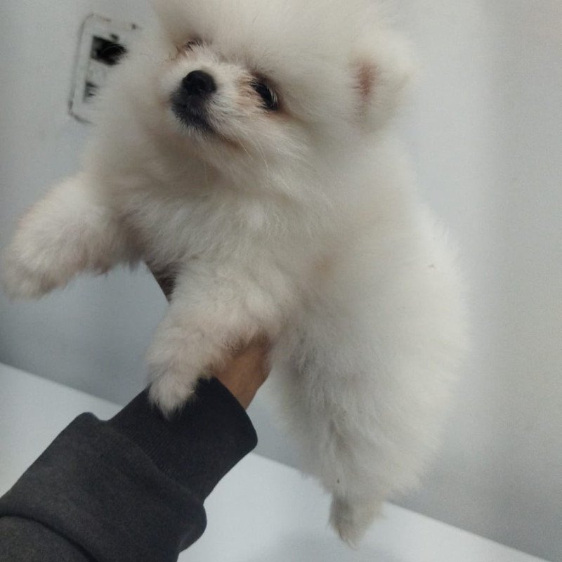 Lindos filhotes de lulu da Pomerânia - Foto 2