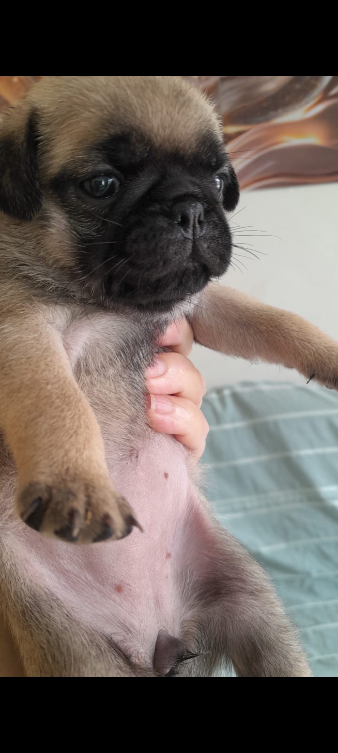 Pug fêmea  - Foto 1