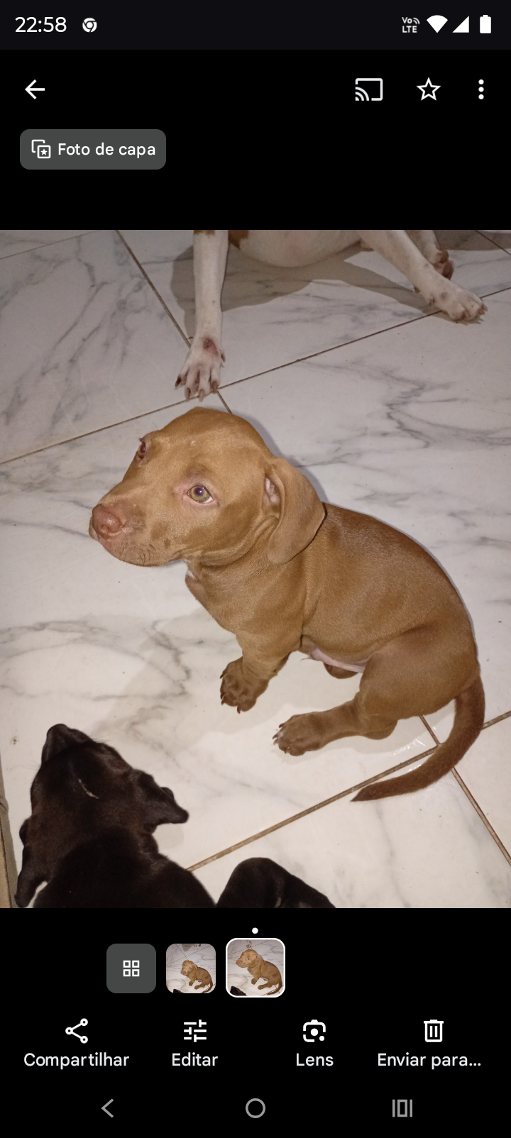 Cachorro Pitibu  - Foto 1