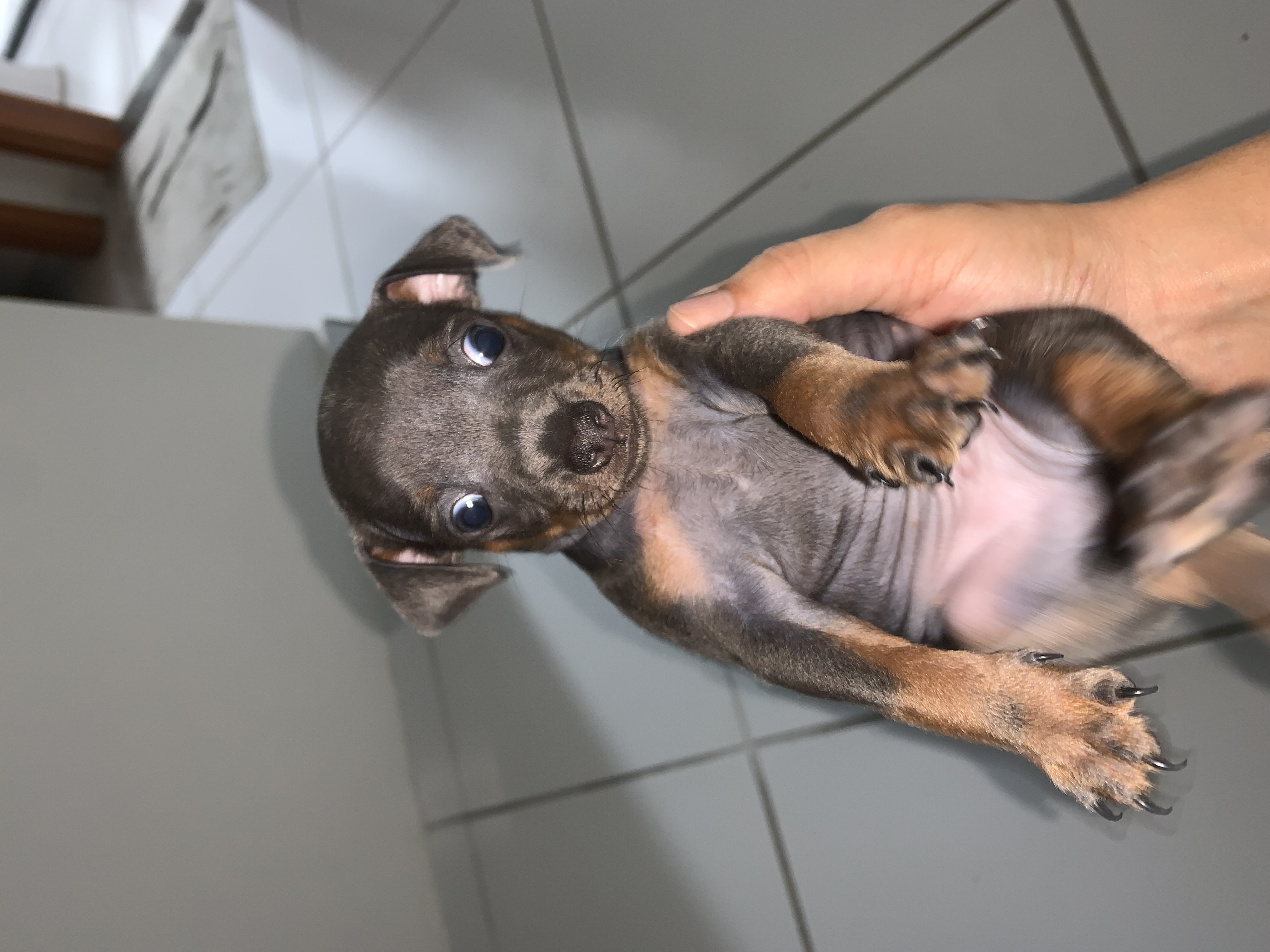 Filhote de pinscher Cinza - Foto 2