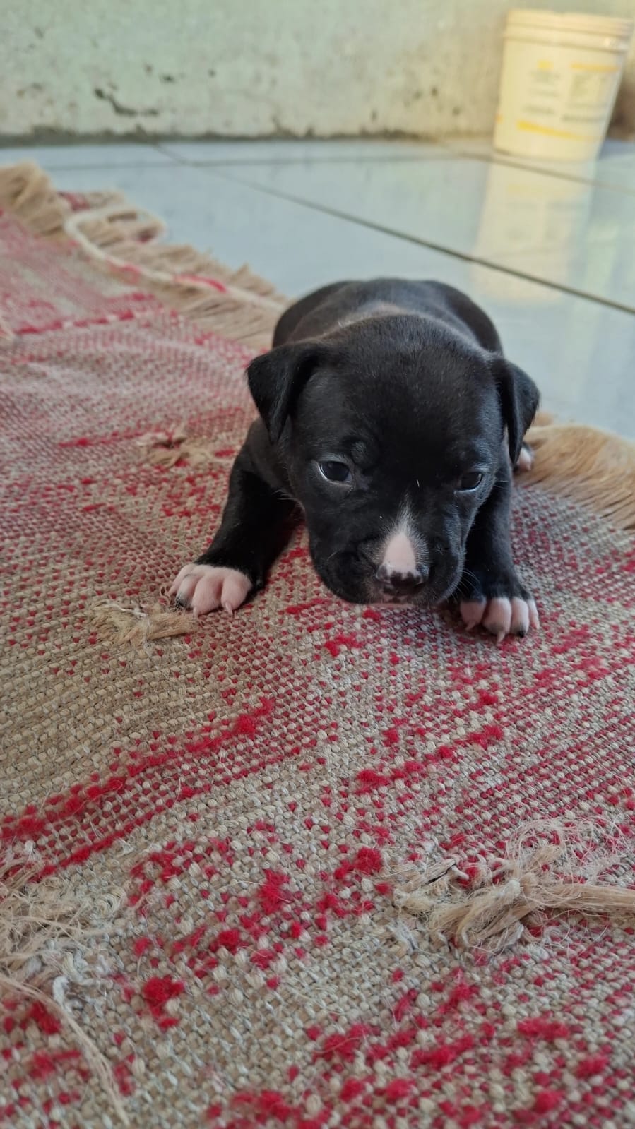 Portal Vendocão Filhotes de Pitbull quem tiver interesse me chama  Almirante Tamandaré