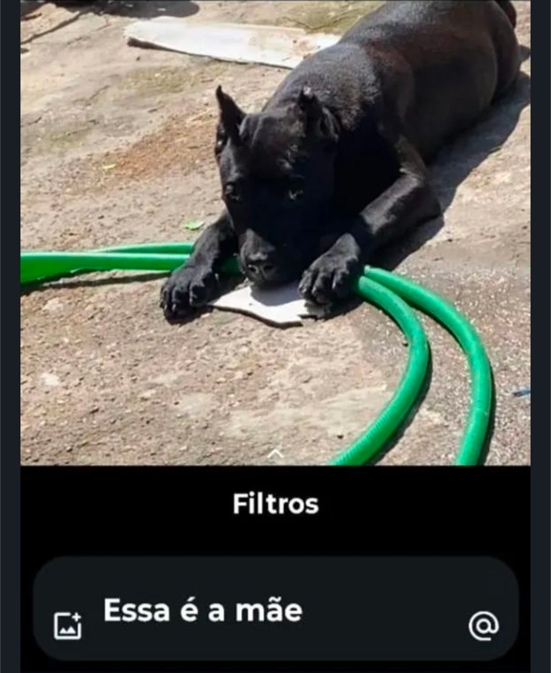 Filhote American Pitbull Terrier 2,5 Meses - Foto 4