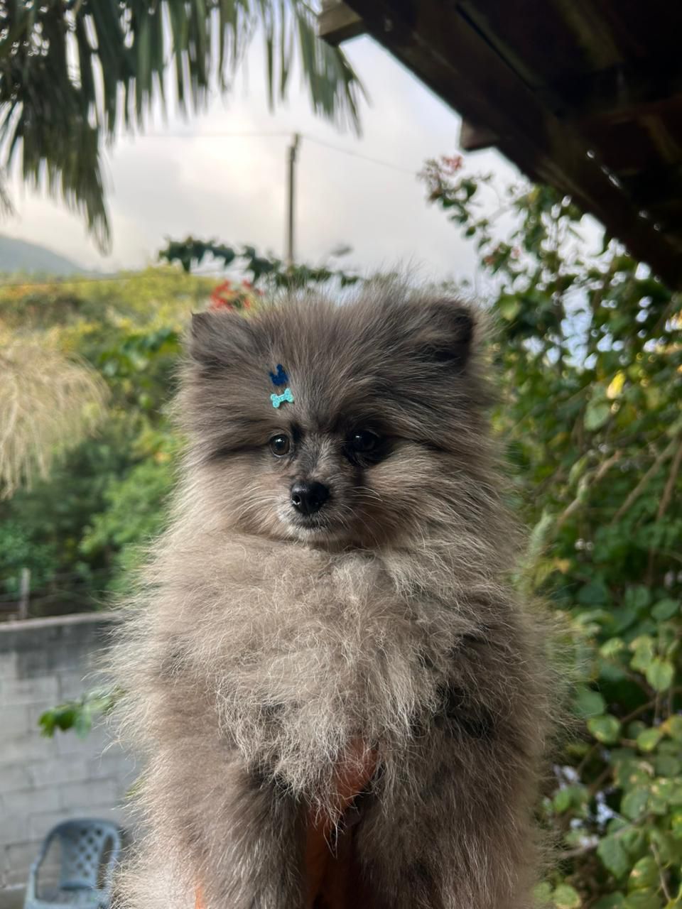 Lulu da pomerania exotico - Foto 4