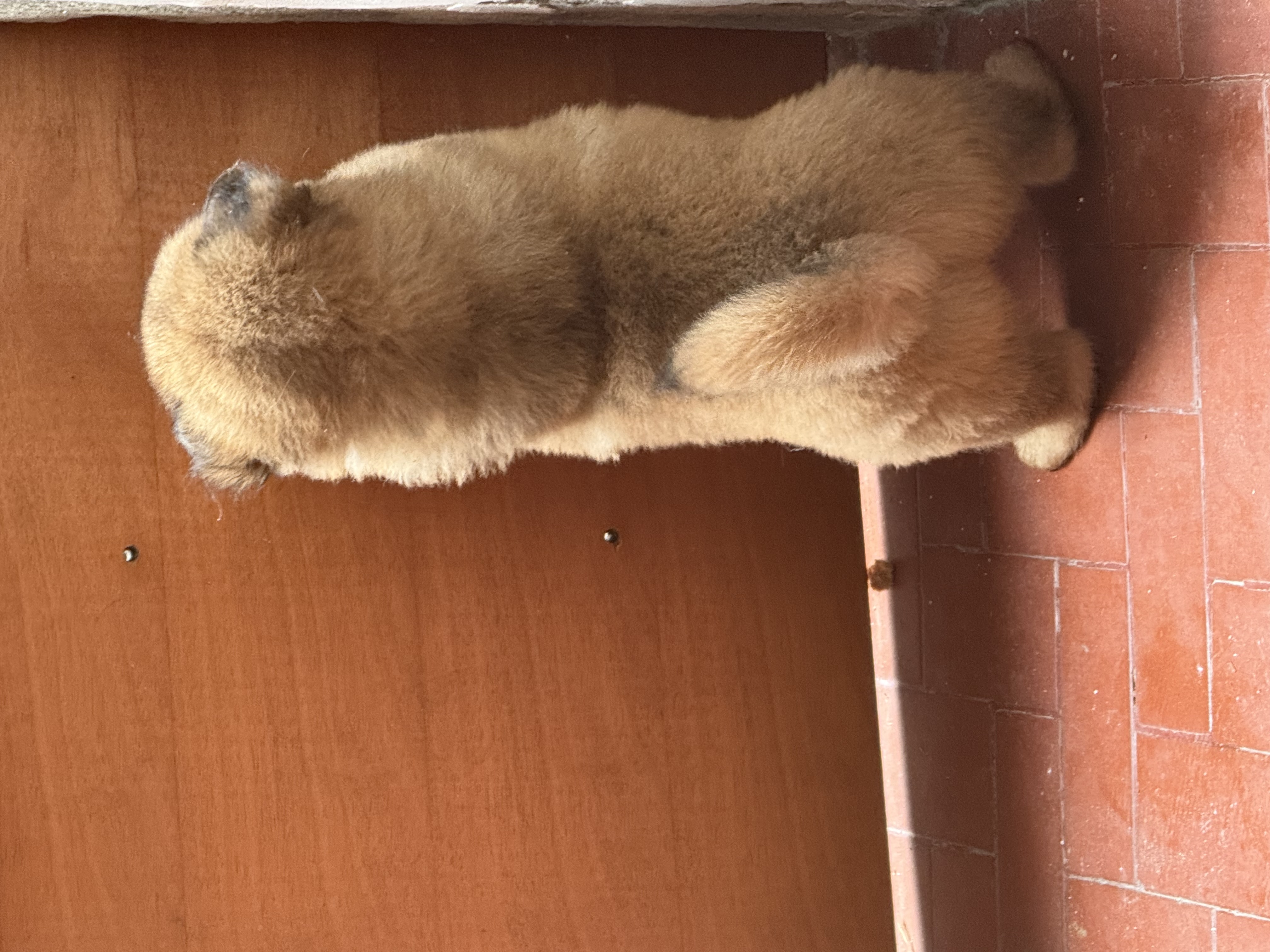 Chow-Chow - Foto 1