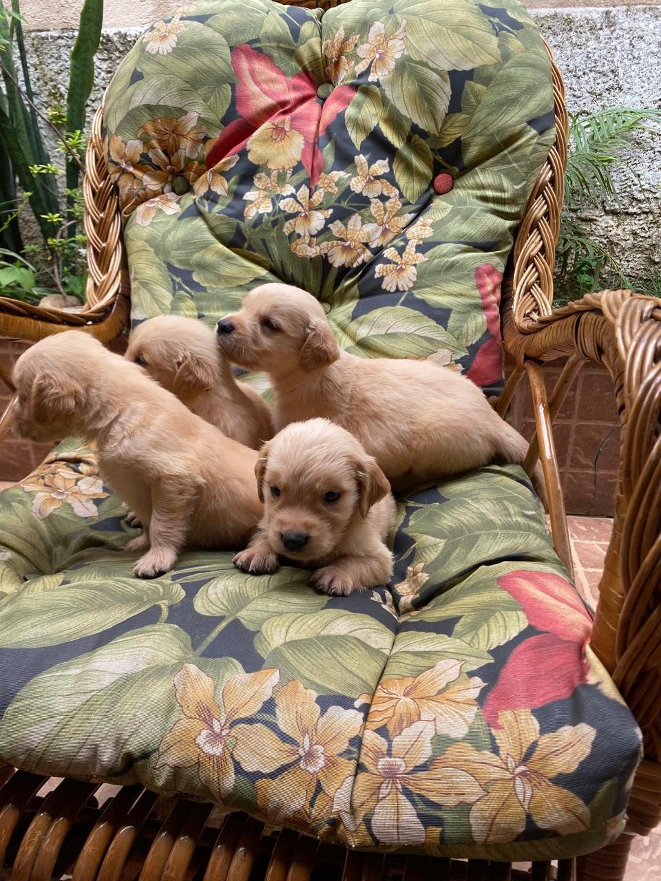Golden retriever  - Foto 5