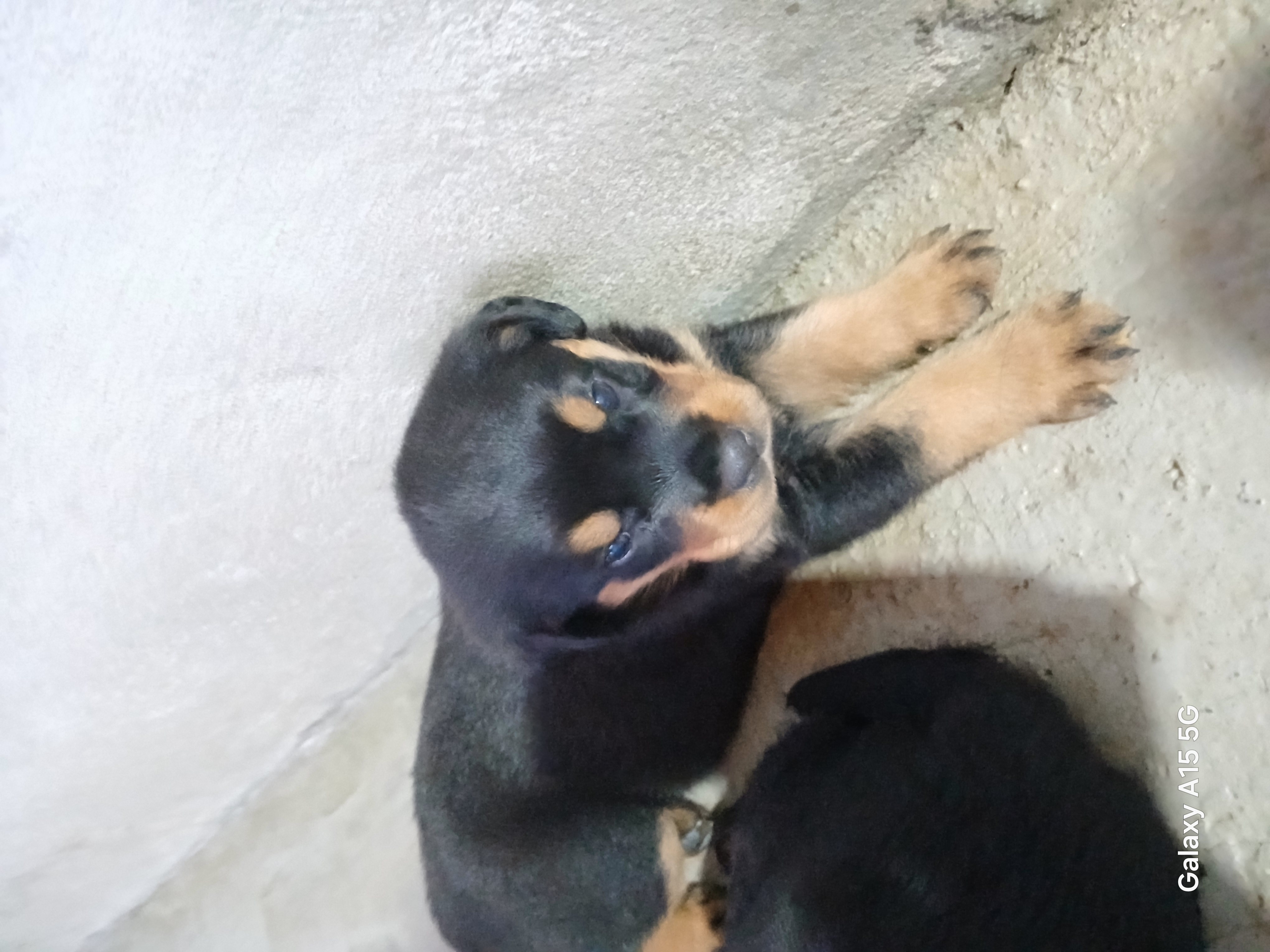 Portal Vendocão Filhote de Rottweiler  Taubaté-SP 