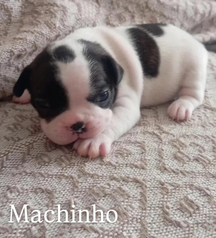 Bulldog francês filhote macho - Foto 2