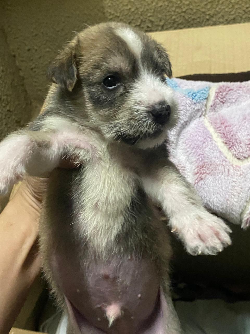 Doação de filhotes de cachorro - Foto 3