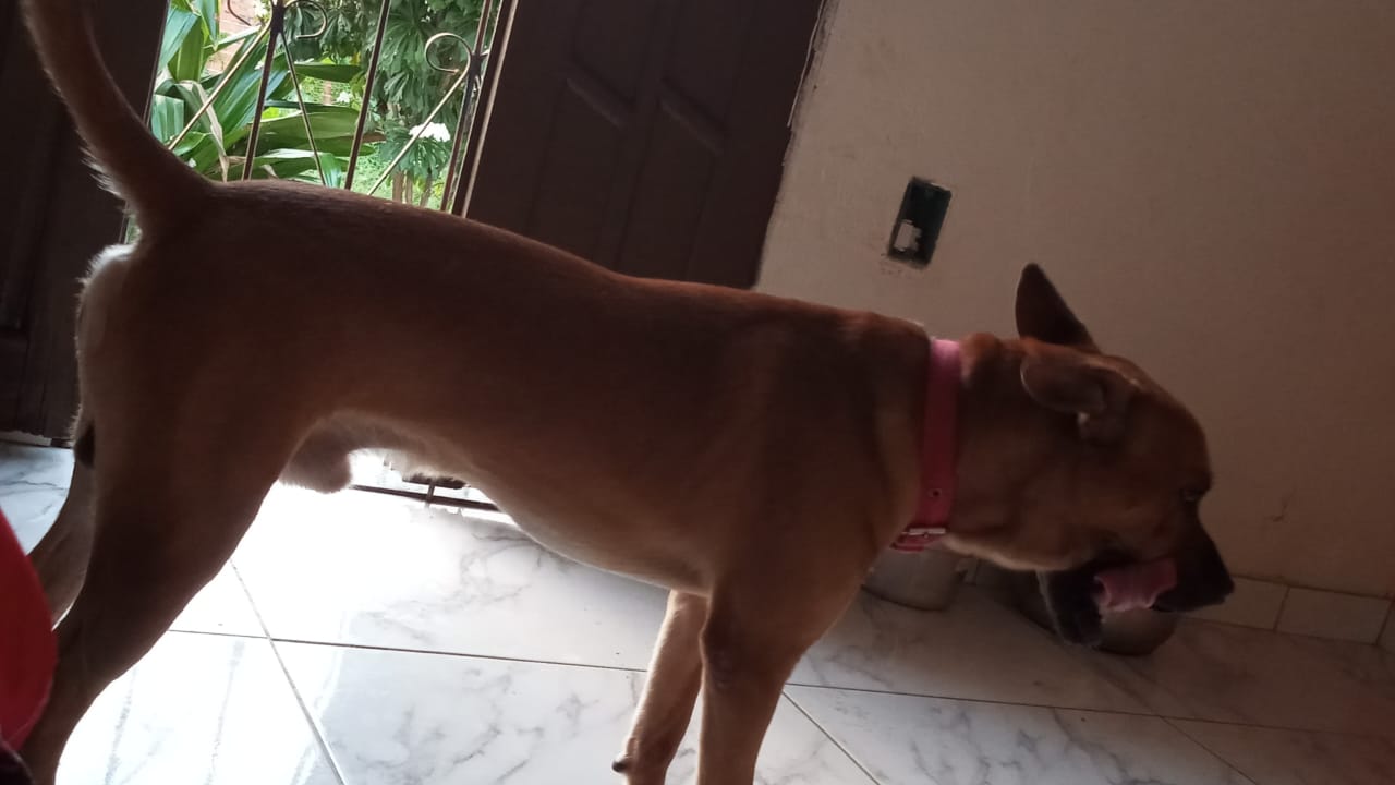 Portal Vendocão Doando Cachorro labrador  Lauro de Freitas 