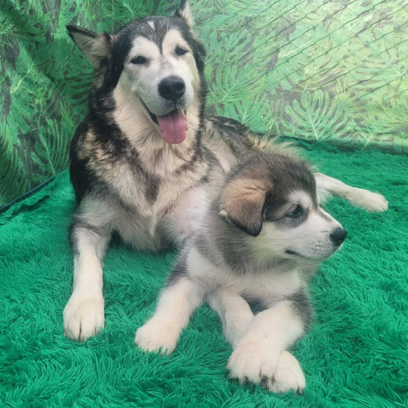 Lindos filhotes de malamute do Alaska - Foto 3