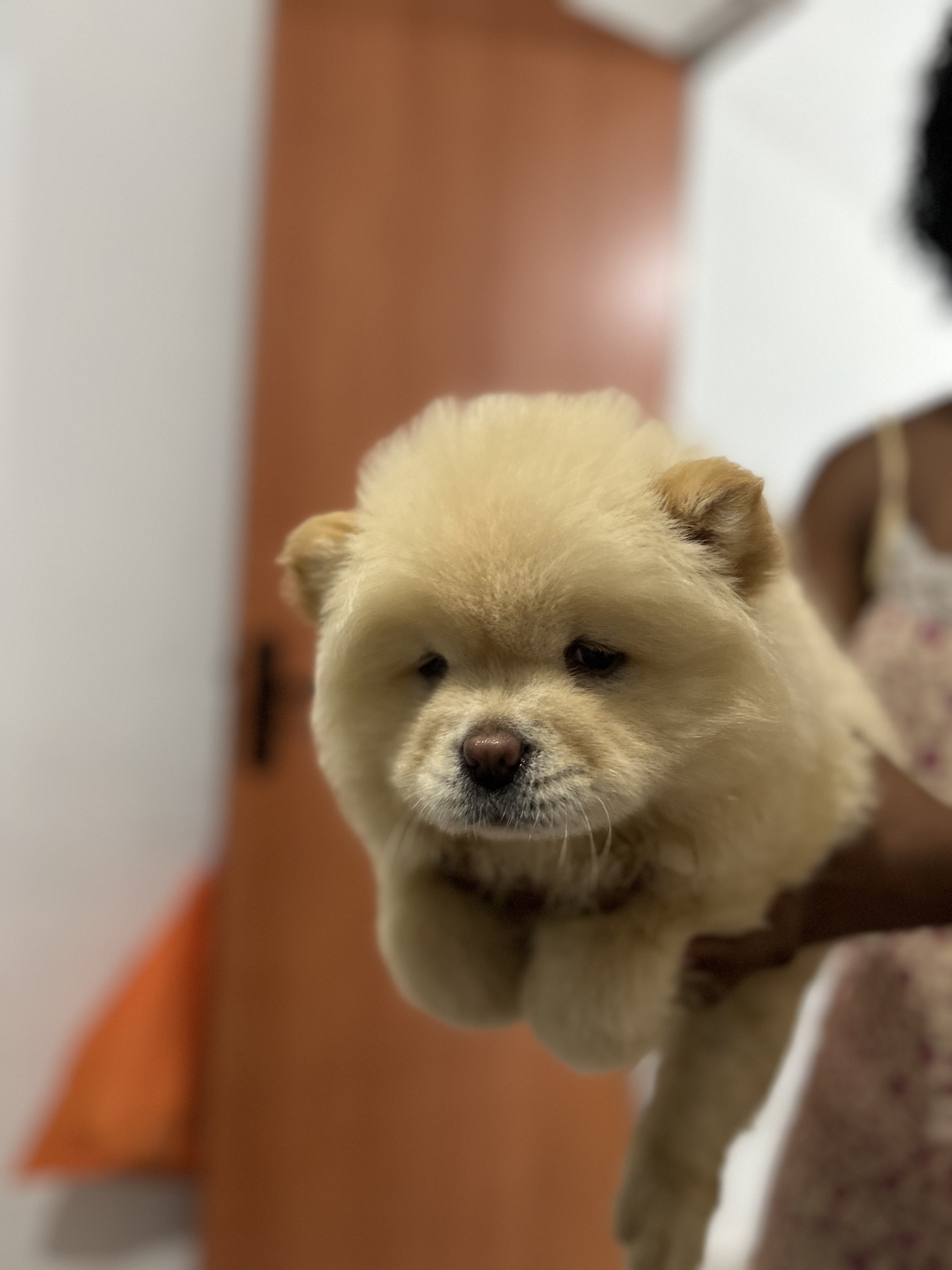 Chow chow  - Foto 1
