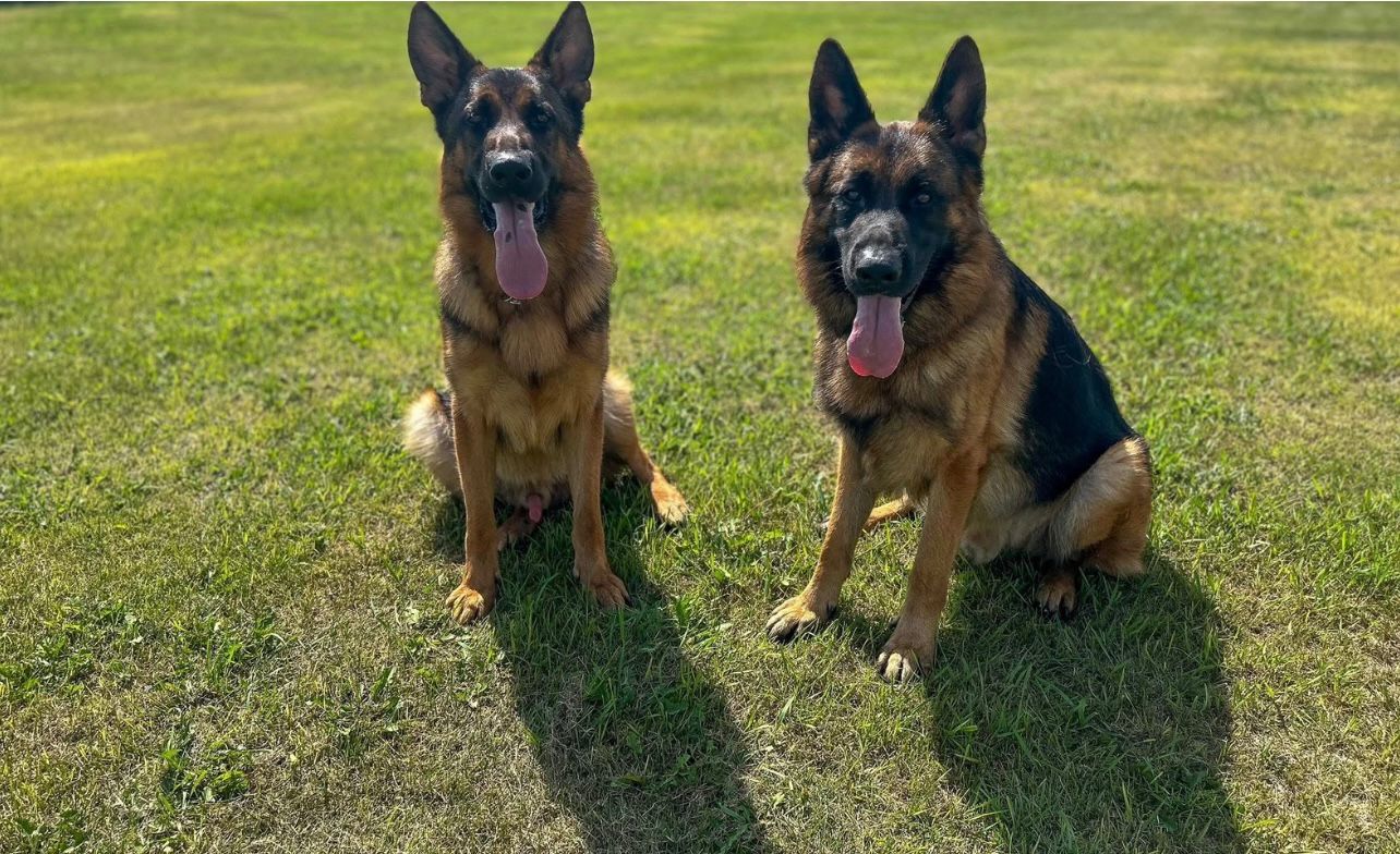 Portal Vendocão Vendo lindos filhotes de pastor Alemão capa preta  Cuiabá 