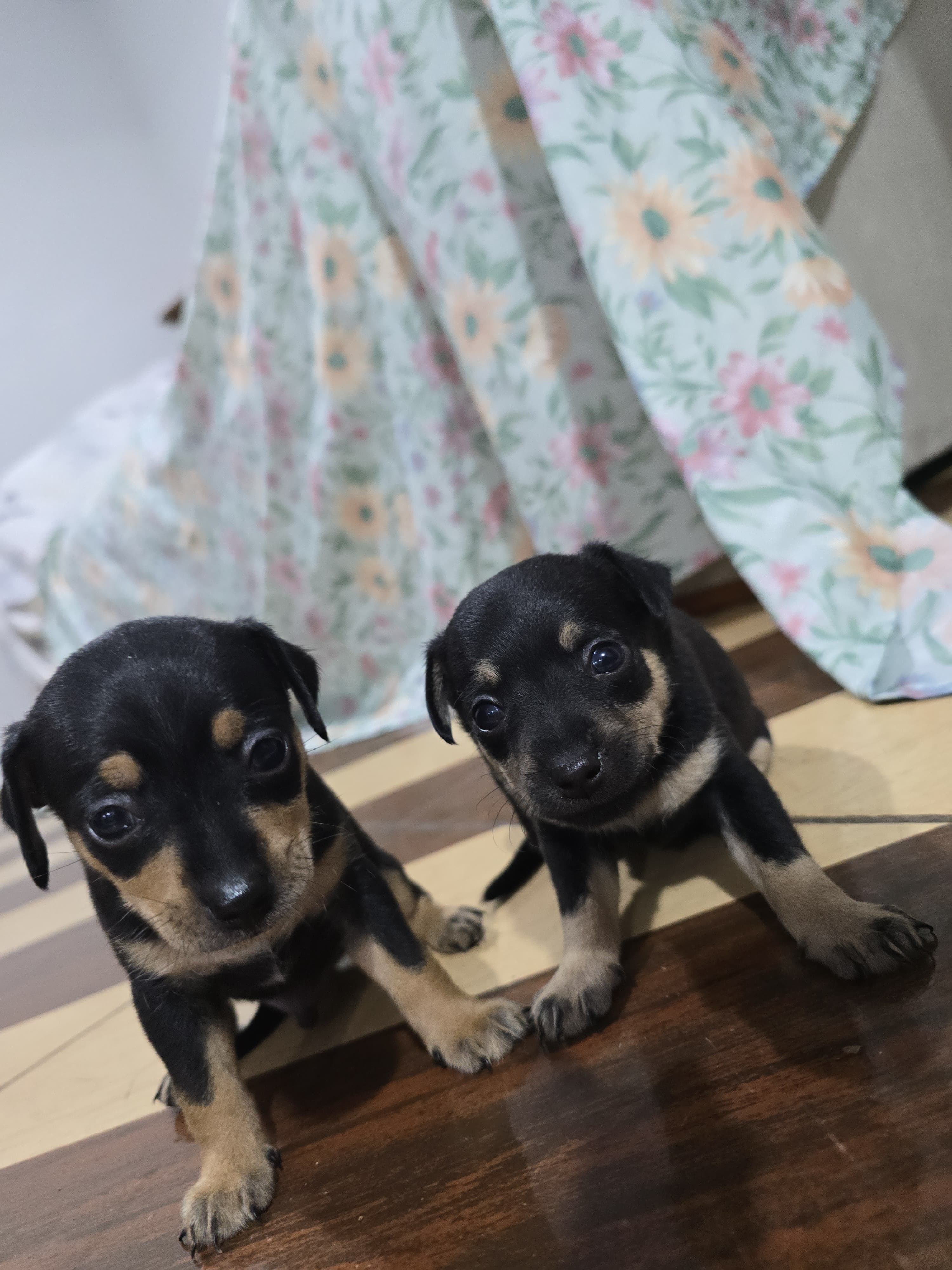 FILHOTES PINSCHER ZERO - Foto 2