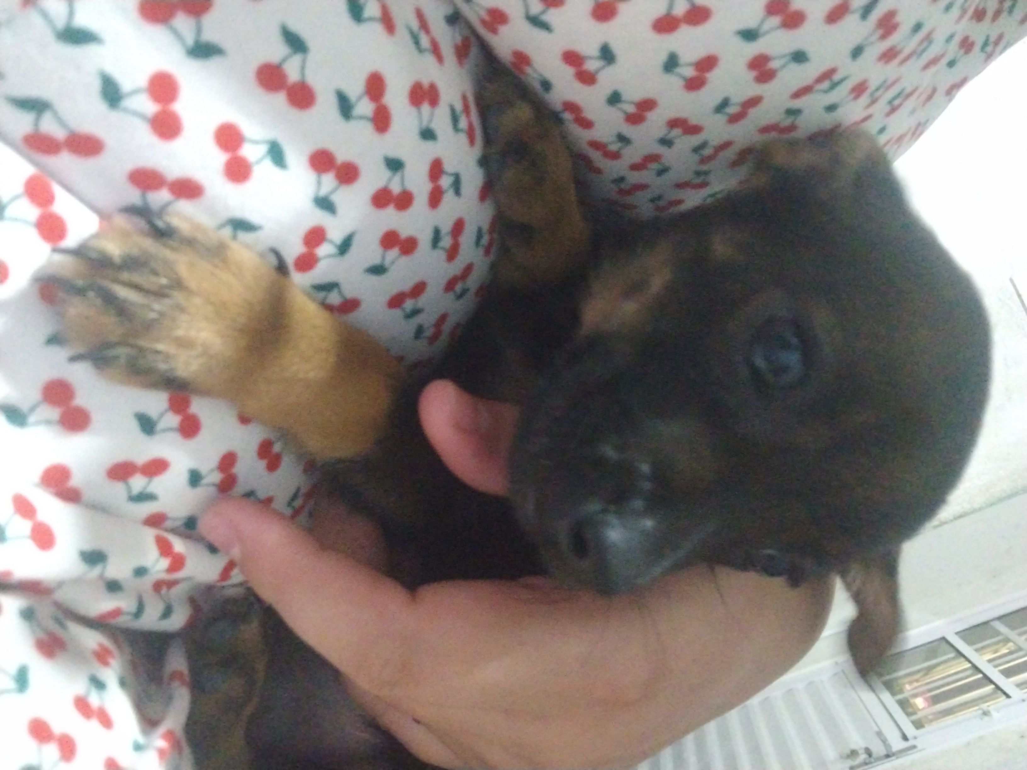 Vende-se Pinscher fêmea N1° - Foto 1