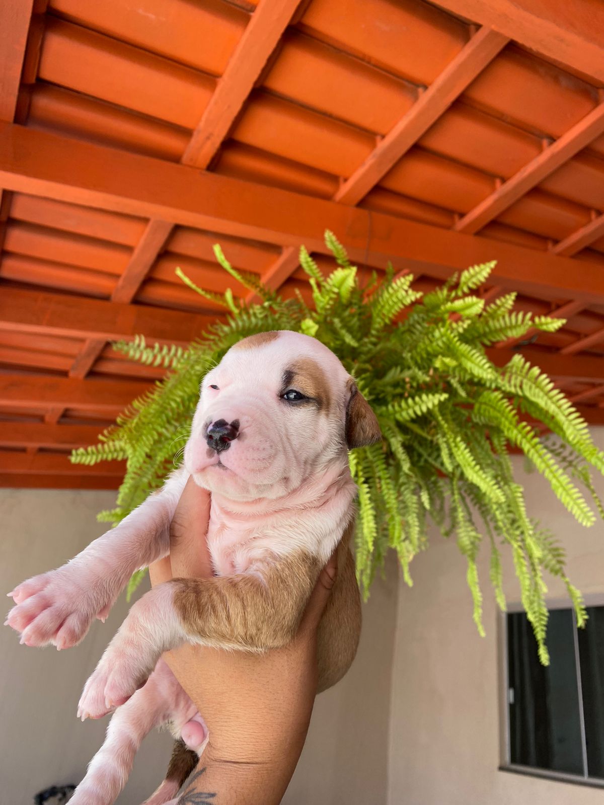 Portal Vendocão Filhotes de Staffordshire Bull Terrier Puro santa maria df 