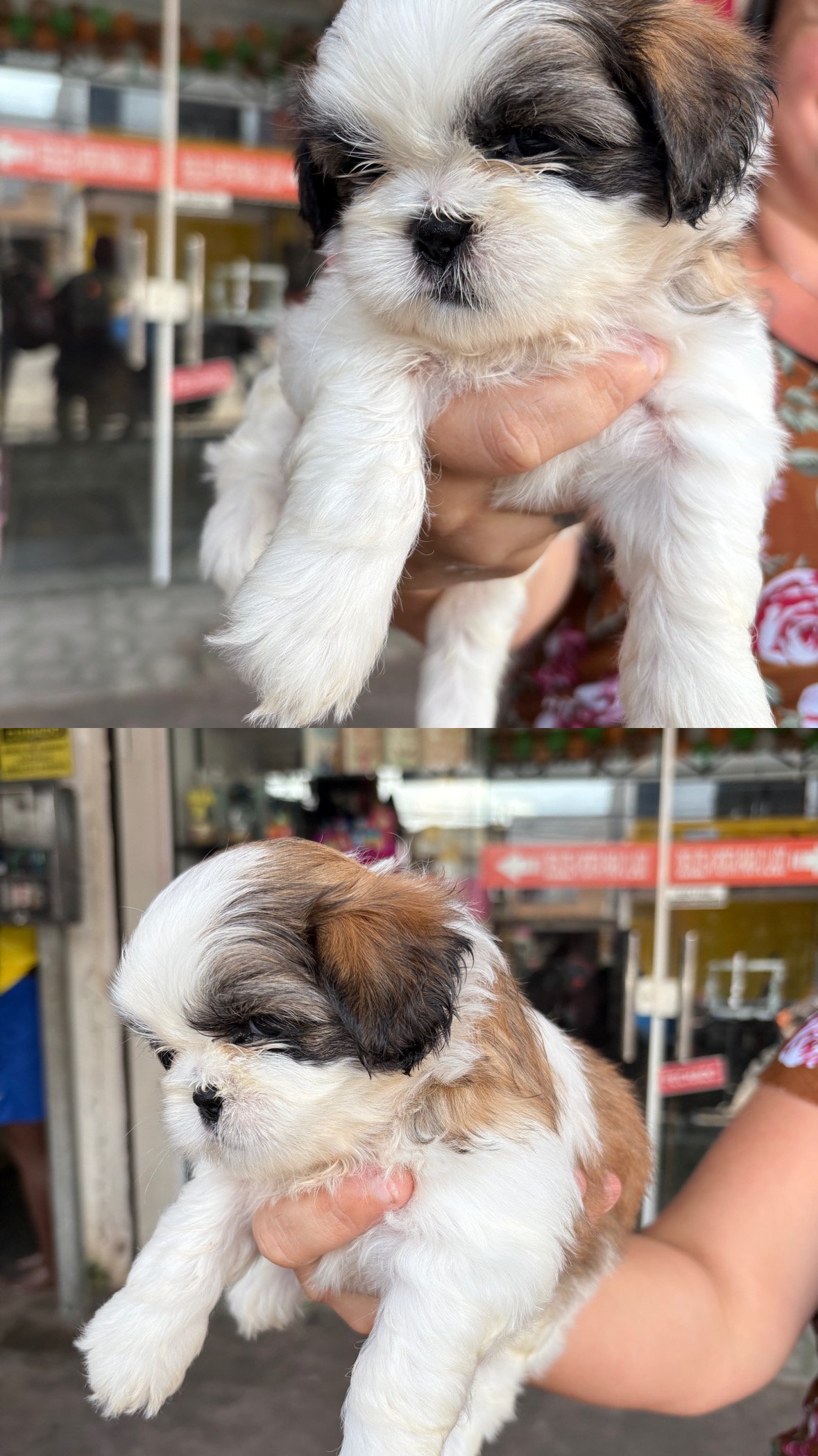 Shihtzu filhote fêmea  - Foto 1