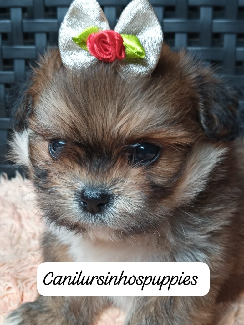 Lhasa apso garanta hoje o seu bebe #canilursinhospuppies  - Foto 5