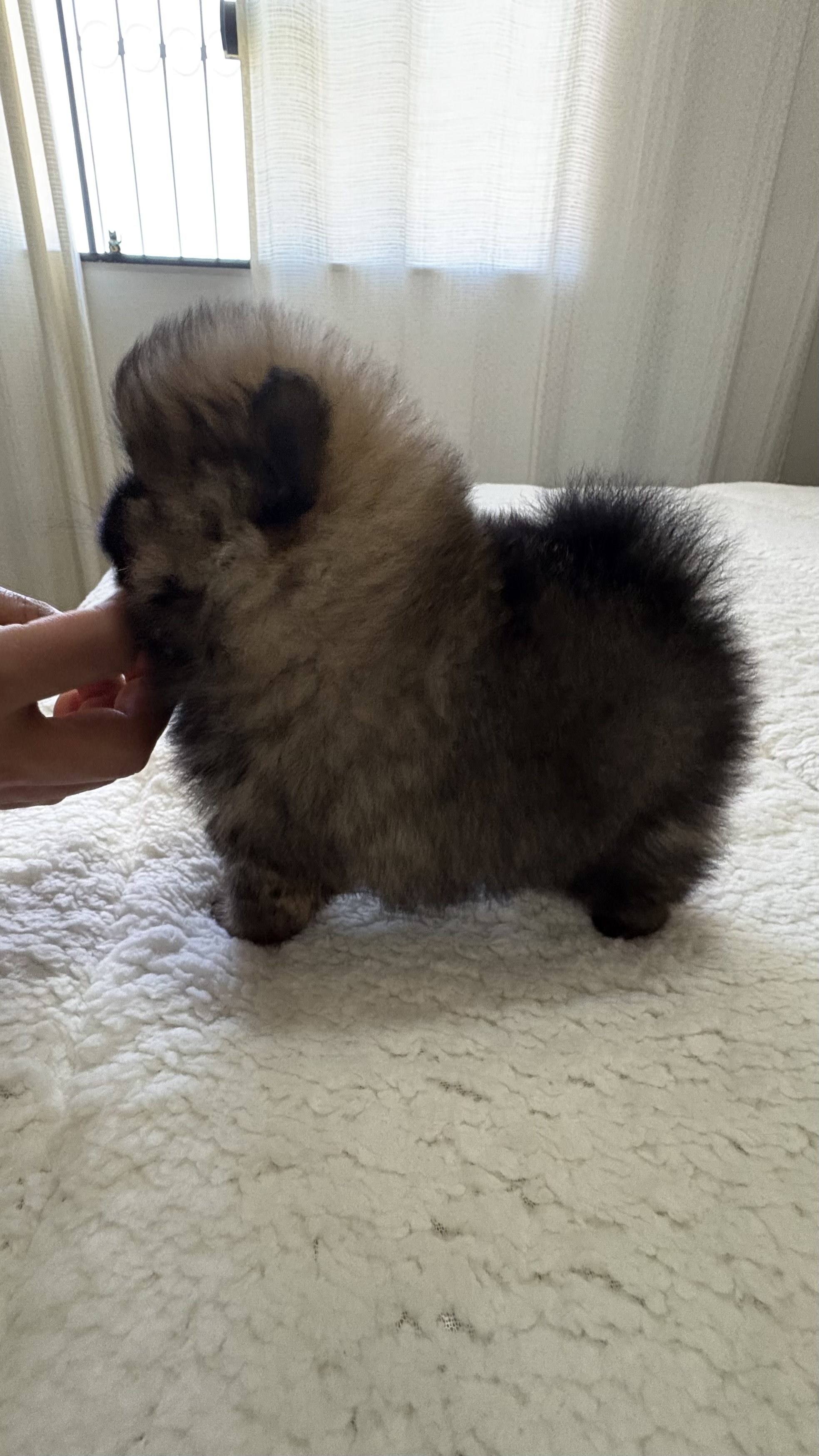 Portal Vendocão Lulu da Pomerânia  Pouso Alegre