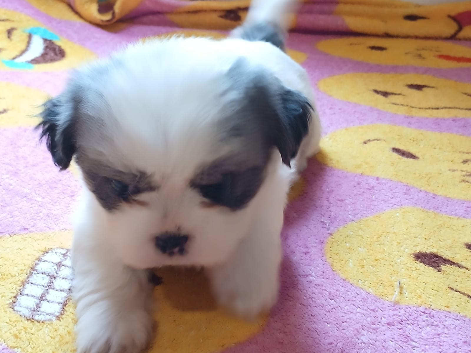 Portal Vendocão Lhasa apso  Mogi Guaçu 