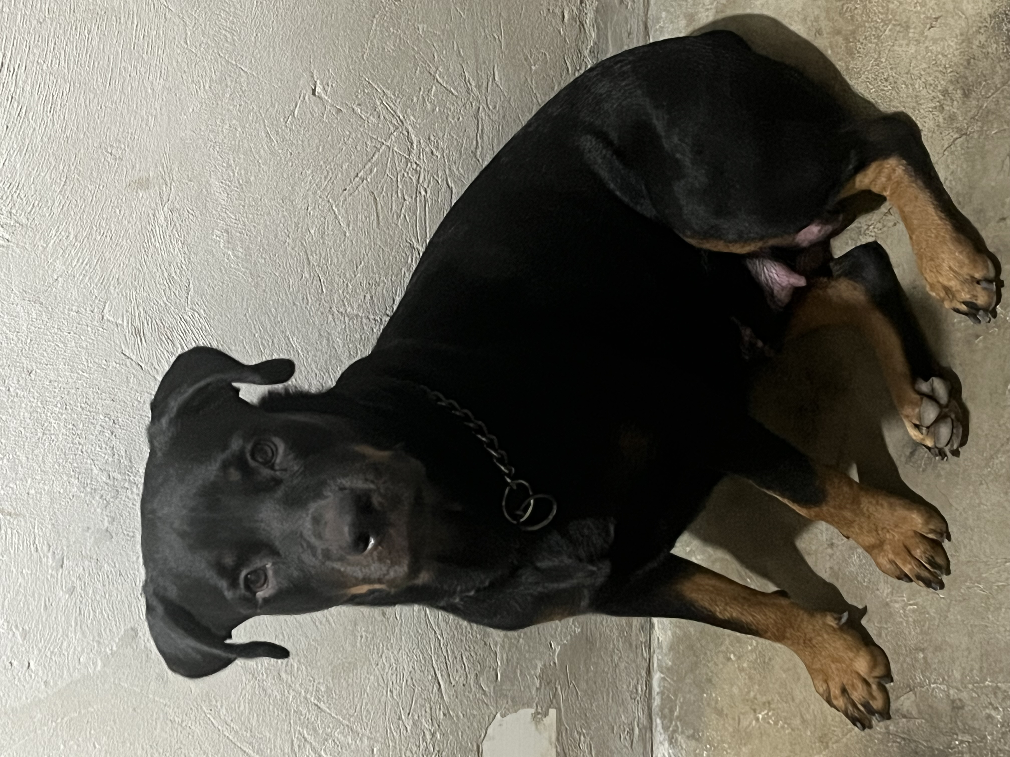 Portal Vendocão Filhotes de rottweiler ( fêmea ) Jaboatão dos Guararapes 