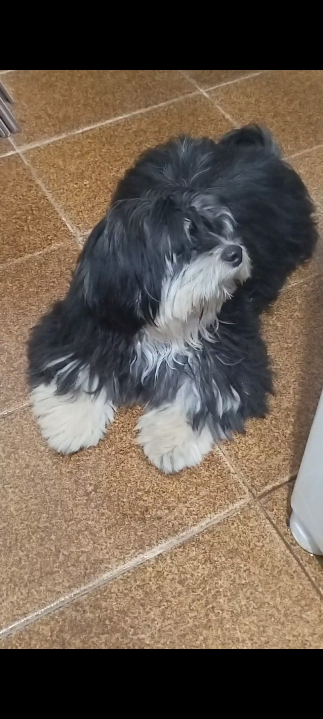Cachorro Lhasa - Foto 2