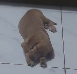 Portal Vendocão Cocker spaniel  FORTALEZA