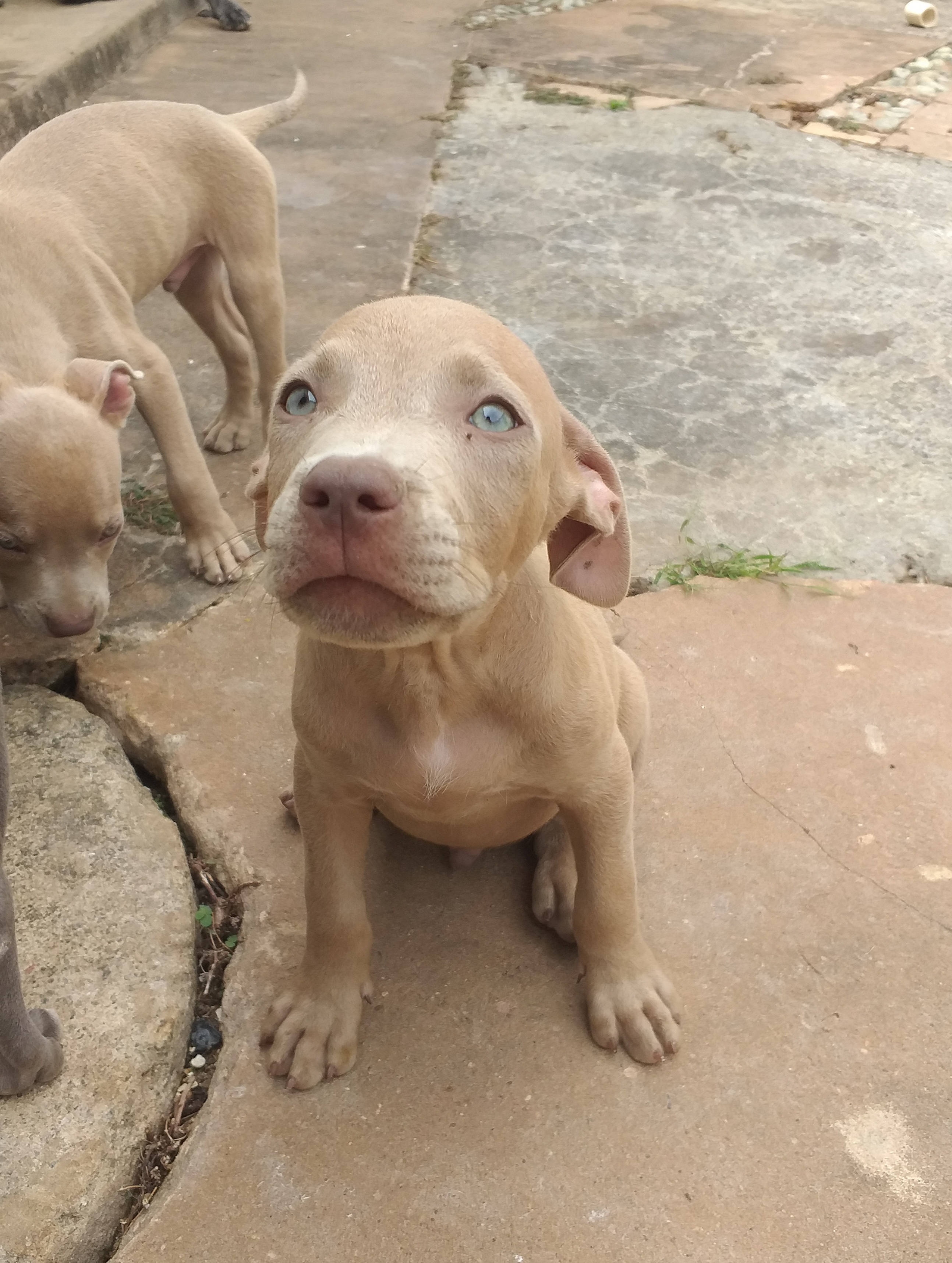 Portal Vendocão Filhote Pitbull/ Apbt São Luís 