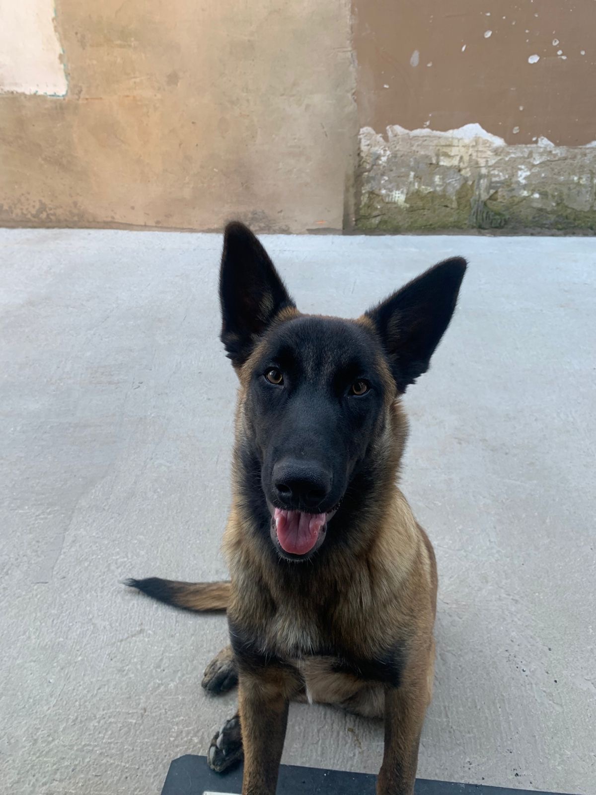 Portal Vendocão Vendo pastor belga Malinois  Esteio 