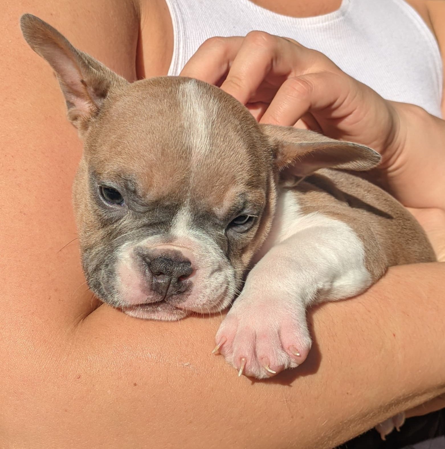 American bully micro  - Foto 2